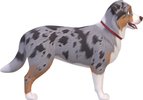 Australian Shepherd