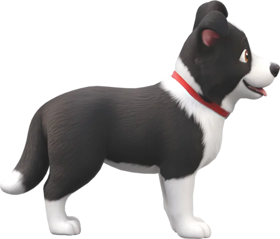Border Collie